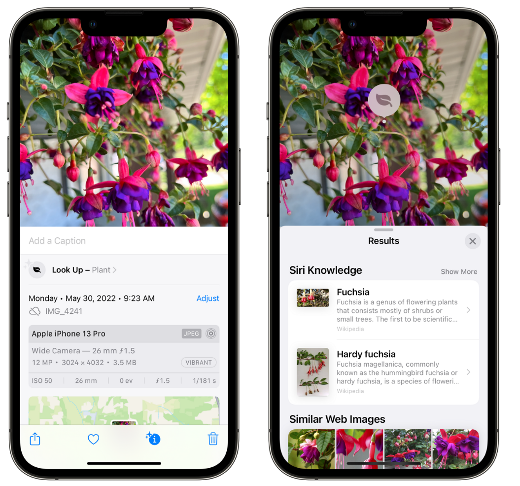 奉化苹果手机维修分享小技巧：使用 iPhone 相机识别花卉植物 